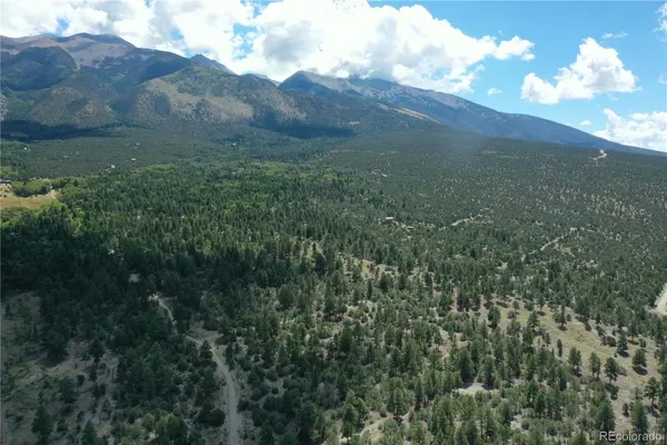 a view of a lush green forest