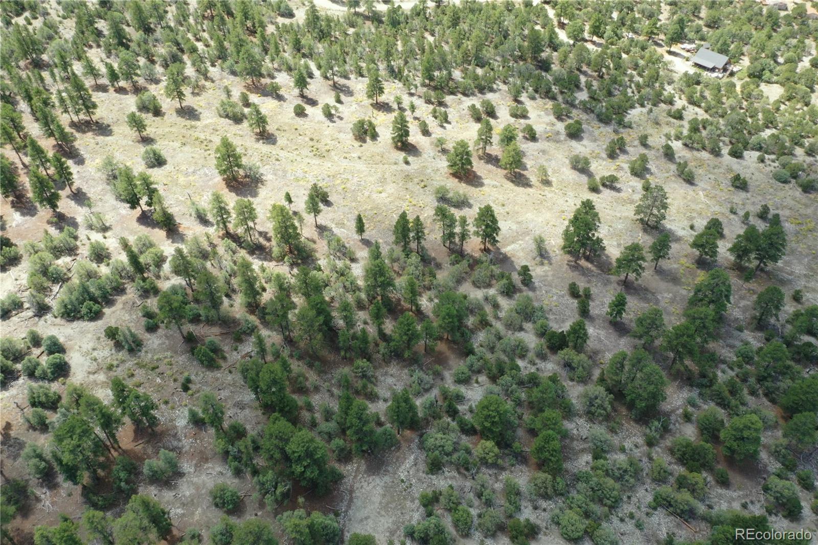 Pawnee Court Mosca, CO 81146 - Photo 3 of 19 a close up of a plant