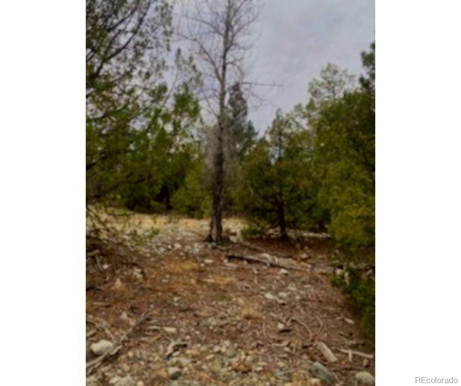 Pawnee Court Mosca, CO 81146 - Photo 6 of 19 a view of a yard with trees