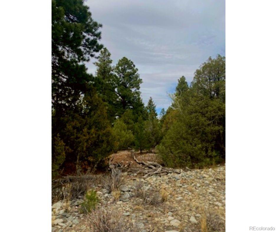 Pawnee Court Mosca, CO 81146 - Photo 7 of 19 a view of a yard with plants and a tree