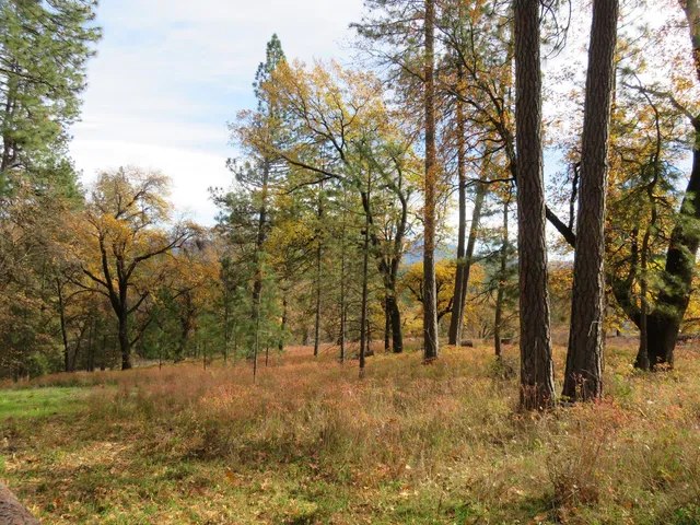 a view of outdoor space with trees