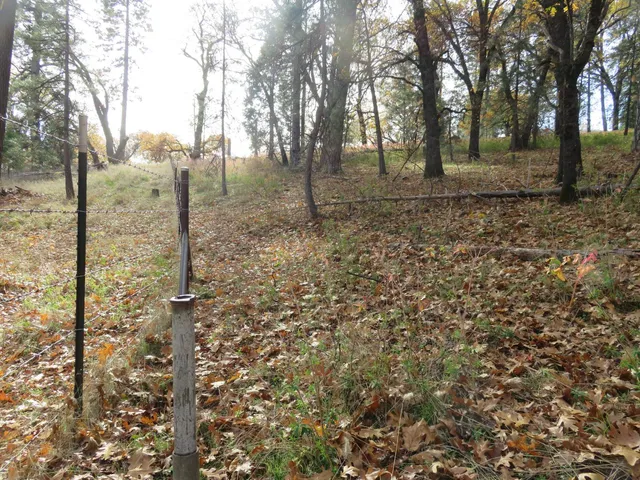 a view of a yard with trees
