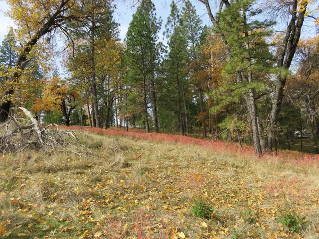 a view of large yard with trees