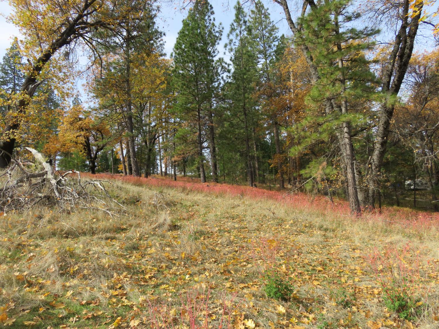 850 Barbara Lane West Point, CA 95255 - Photo 13 of 28 a view of large yard with trees