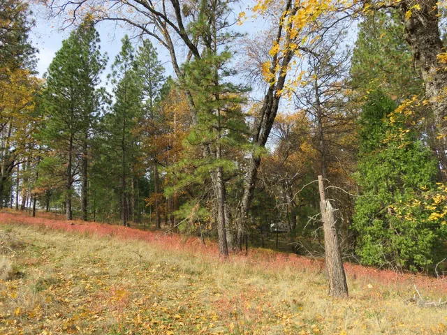 a view of a yard with large trees