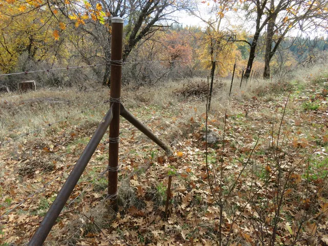 a view of a forest with a house