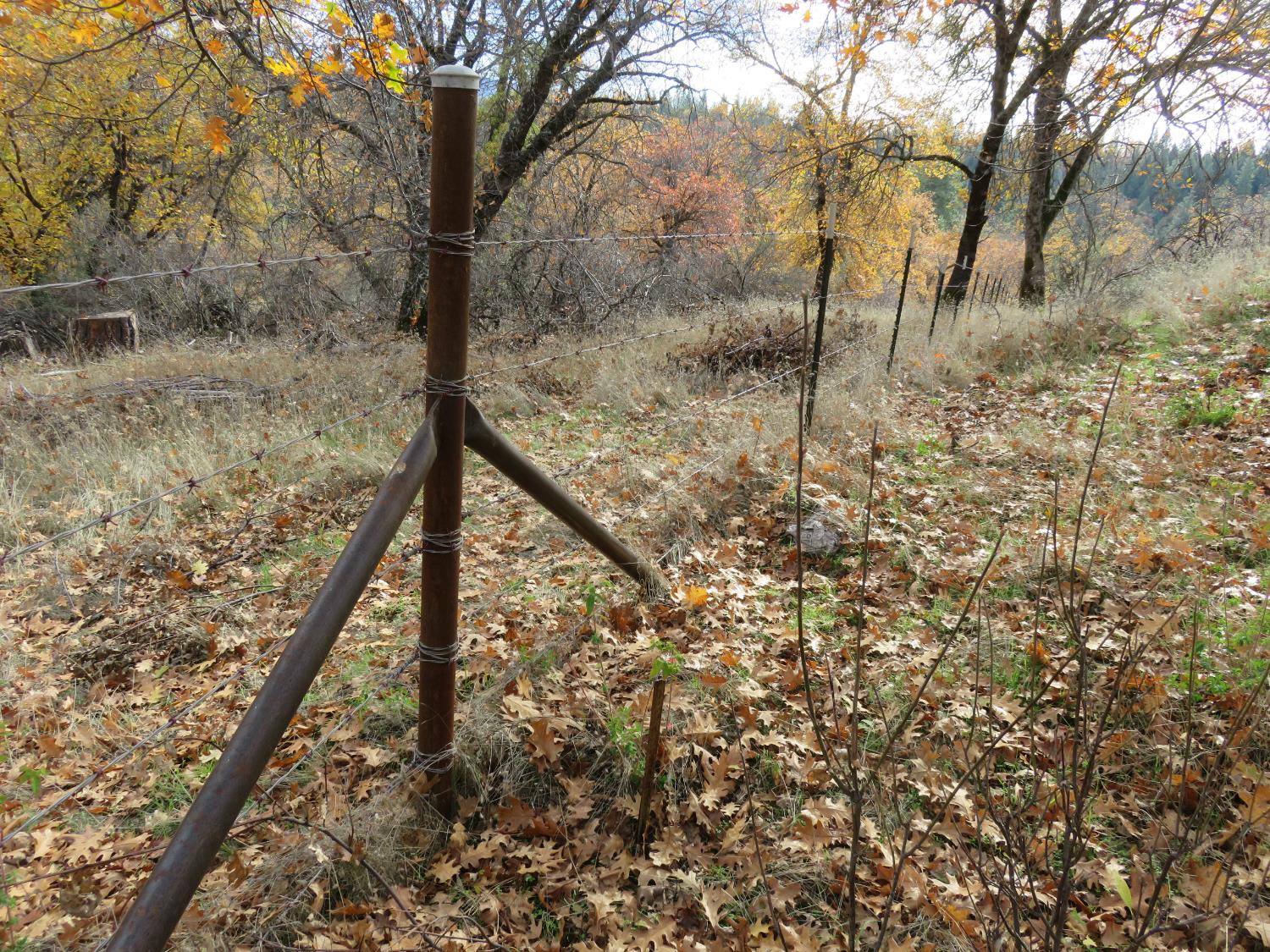 850 Barbara Lane West Point, CA 95255 - Photo 15 of 28 a view of a forest with a house