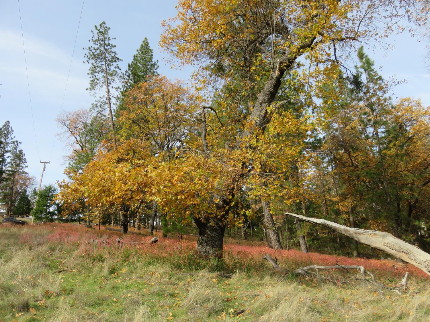 850 Barbara Lane West Point, CA 95255 - Photo 17 of 28 a view of a yard with large trees