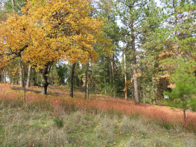 a view of outdoor space with trees