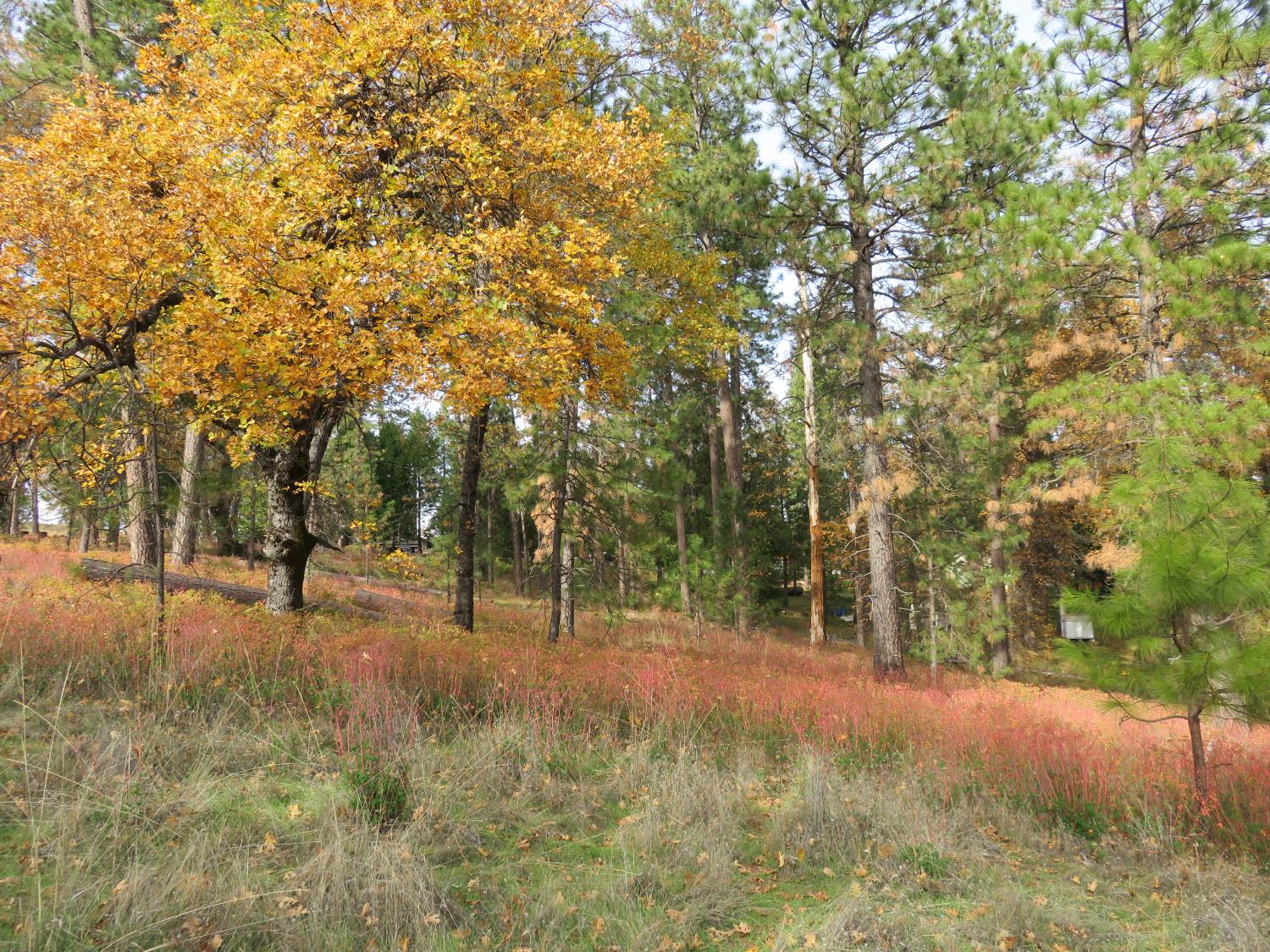 850 Barbara Lane West Point, CA 95255 - Photo 18 of 28 a view of outdoor space with trees