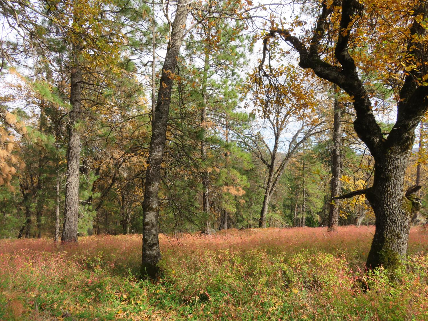 850 Barbara Lane West Point, CA 95255 - Photo 19 of 28 a view of outdoor space and a yard