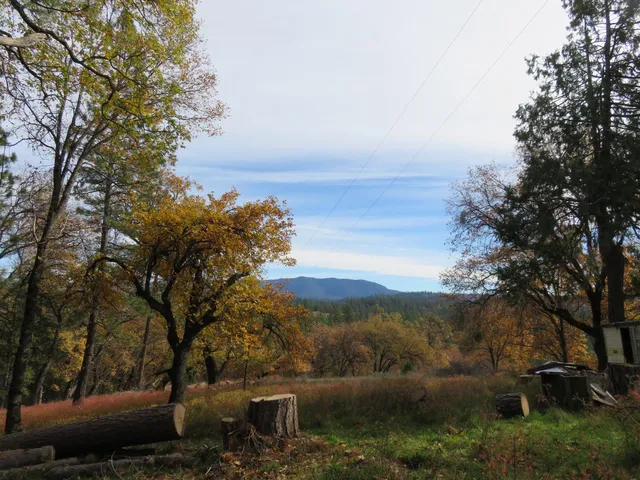 a view of a backyard with large trees