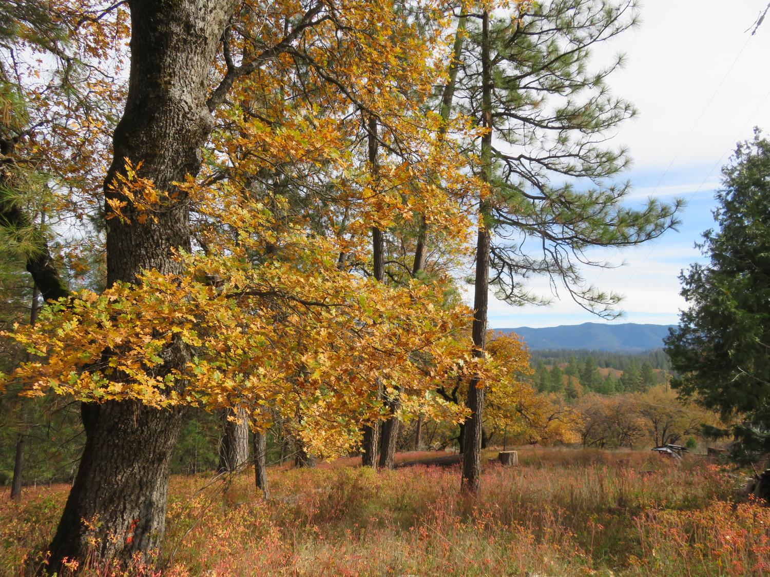 850 Barbara Lane West Point, CA 95255 - Photo 21 of 28 a view of a yard
