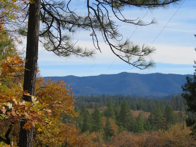 a view of a lake in middle of the forest