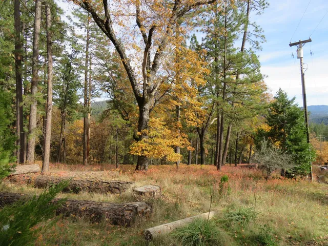 a view of road and trees