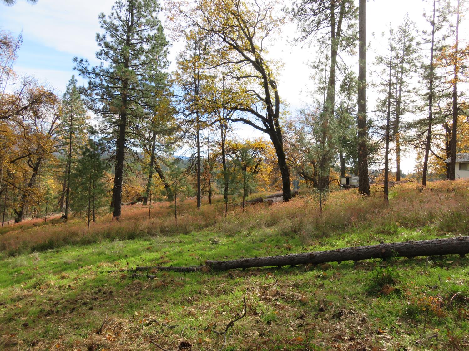 850 Barbara Lane West Point, CA 95255 - Photo 7 of 28 a view of backyard with green space