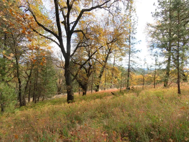 a view of yard covered with trees