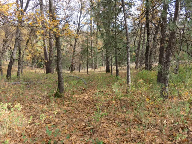 a view of backyard with green space