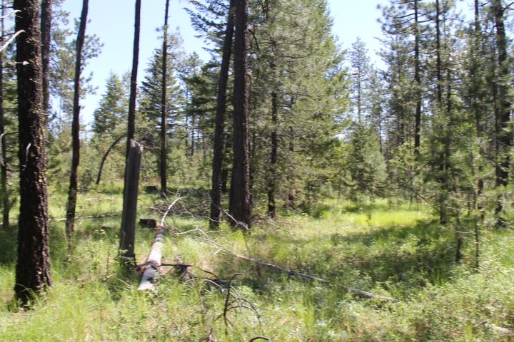 43-xx Cemetery Road Springdale, WA 99173 - Photo 11 of 21