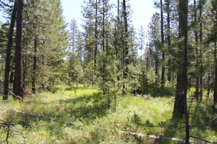 43-xx Cemetery Road Springdale, WA 99173 - Photo 12 of 21
