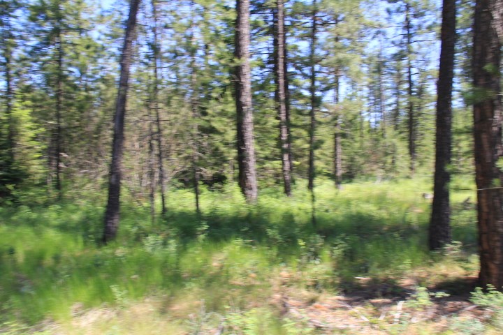 43-xx Cemetery Road Springdale, WA 99173 - Photo 17 of 21