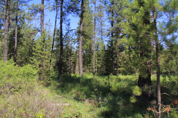 43-xx Cemetery Road Springdale, WA 99173 - Photo 18 of 21