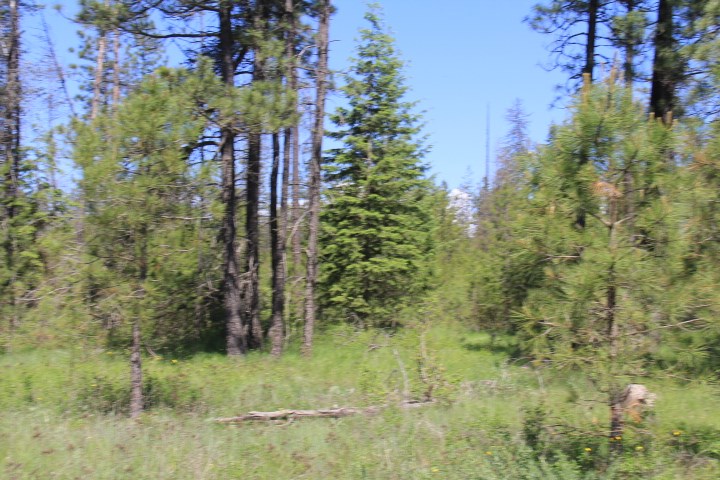43-xx Cemetery Road Springdale, WA 99173 - Photo 4 of 21