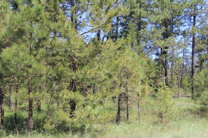 43-xx Cemetery Road Springdale, WA 99173 - Photo 5 of 21