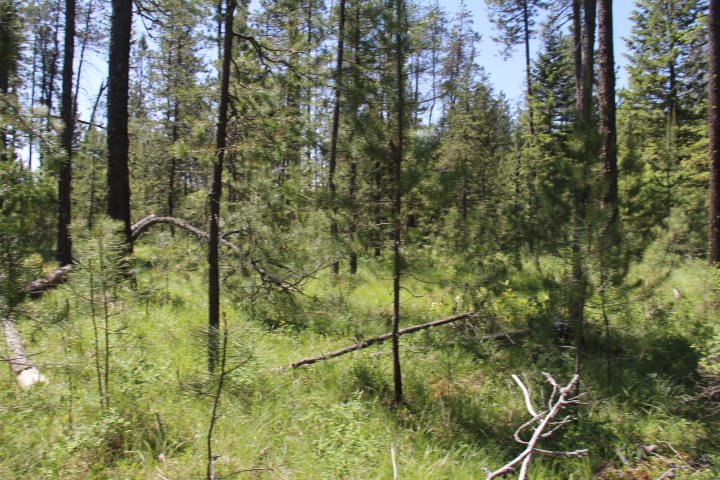 43-xx Cemetery Road Springdale, WA 99173 - Photo 6 of 21