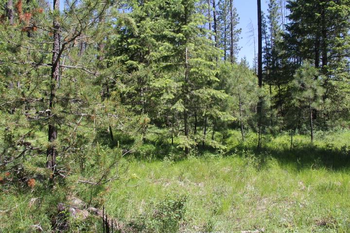 43-xx Cemetery Road Springdale, WA 99173 - Photo 7 of 21