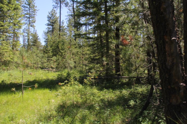 43-xx Cemetery Road Springdale, WA 99173 - Photo 9 of 21