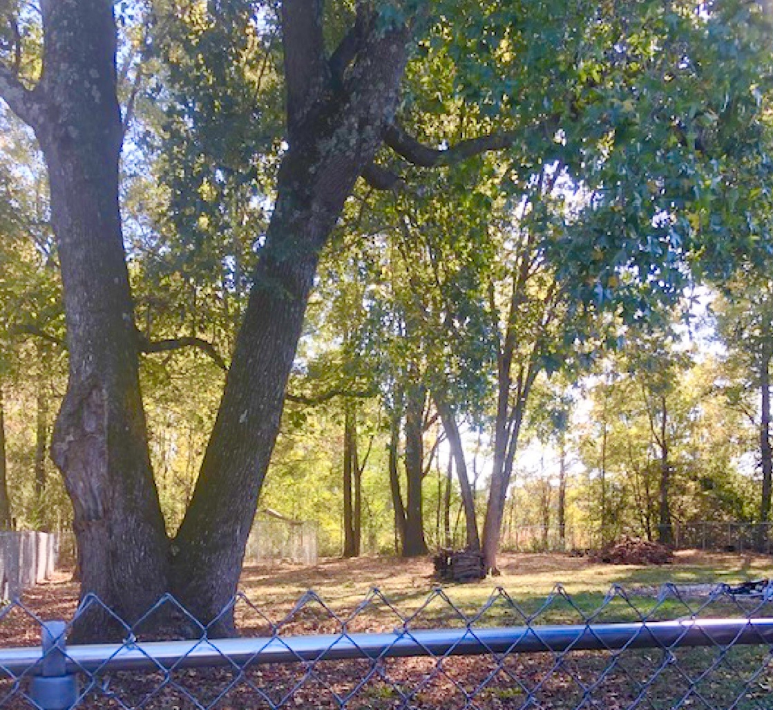 10355 Godwin Road Arlington, TN 38002 - Photo 10 of 13 a view of outdoor space with trees