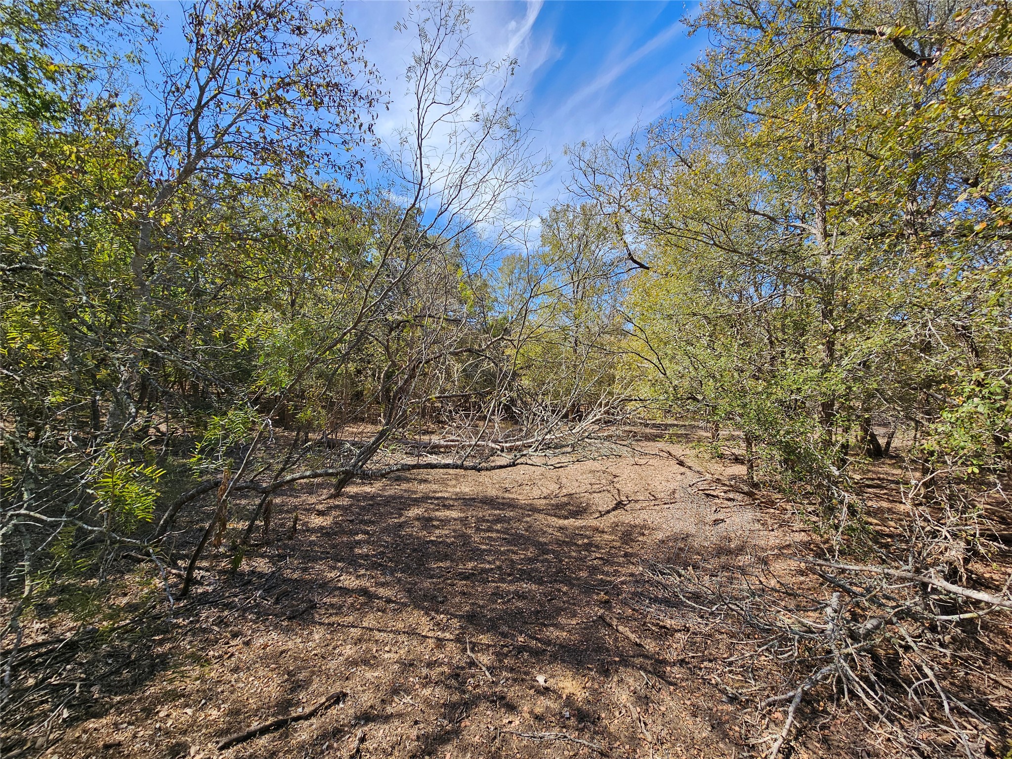 2364 Westwood Road Lockhart, TX 78644 - Photo 23 of 25 a view of a yard with a tree