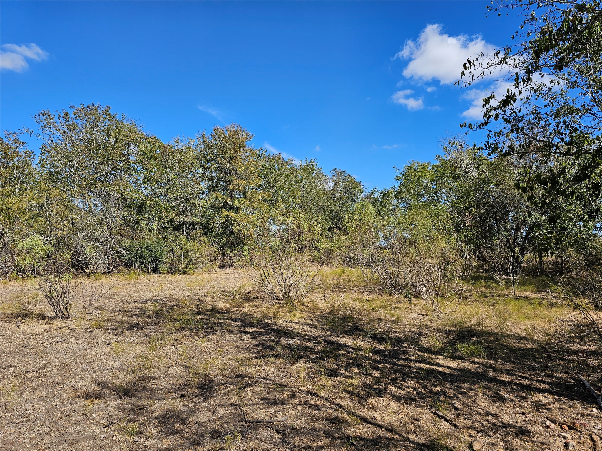 2364 Westwood Road Lockhart, TX 78644 - Photo 24 of 25 a view of a yard with a tree