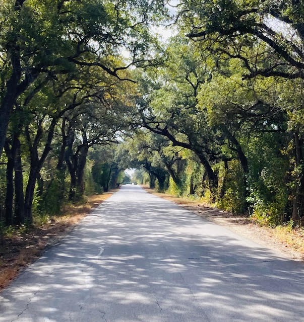 2364 Westwood Road Lockhart, TX 78644 - Photo 4 of 25 a view of a yard with a tree