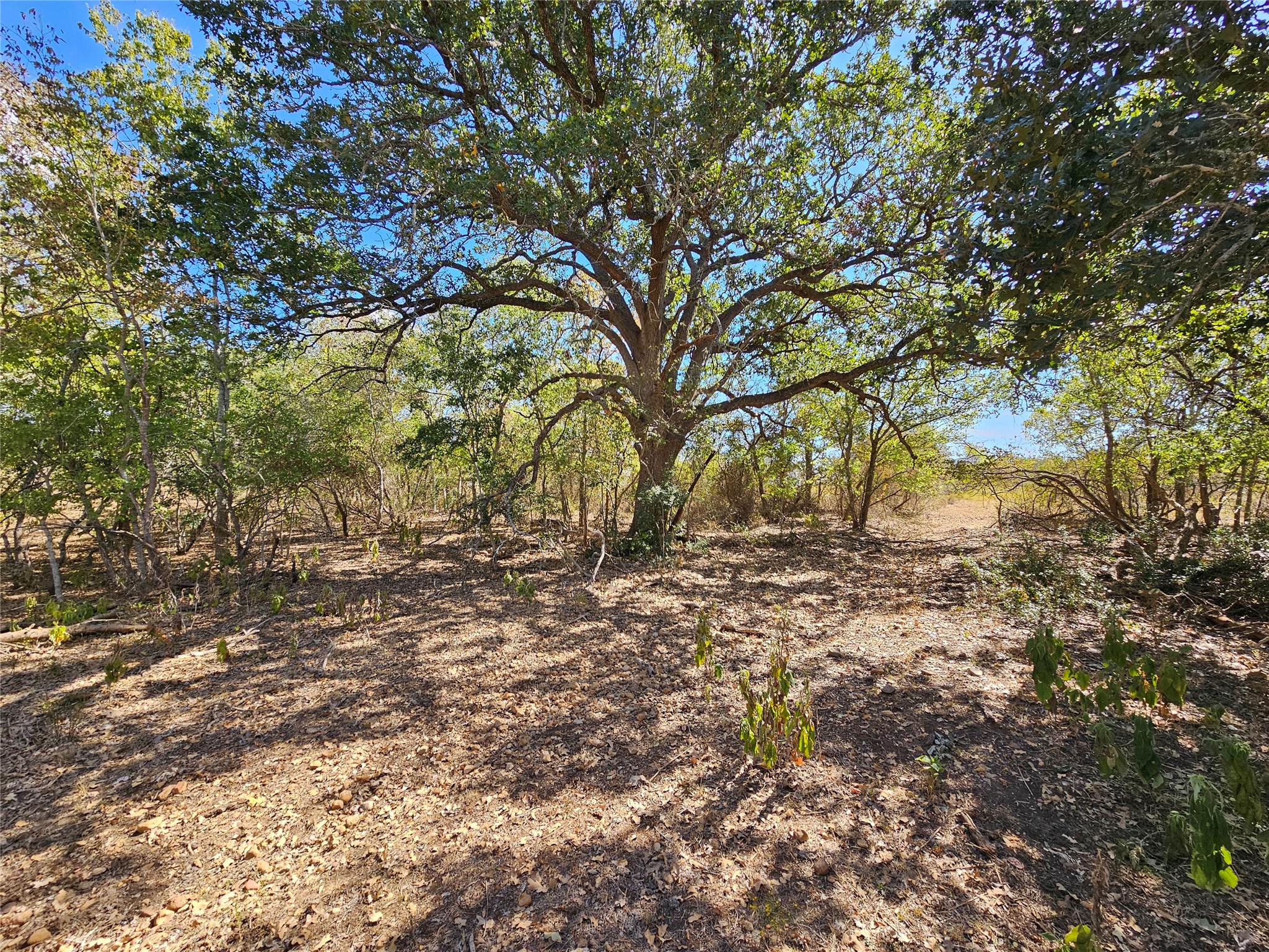2364 Westwood Road Lockhart, TX 78644 - Photo 5 of 25 a backyard of a house