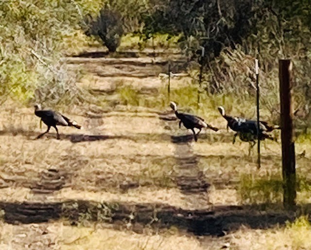2364 Westwood Road Lockhart, TX 78644 - Photo 6 of 25 a view of water pond