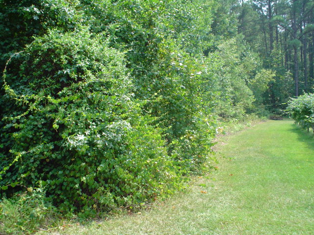 0 Webbs Mill Road Spring Hope, NC 27882 - Photo 1 of 2 Primary Photo