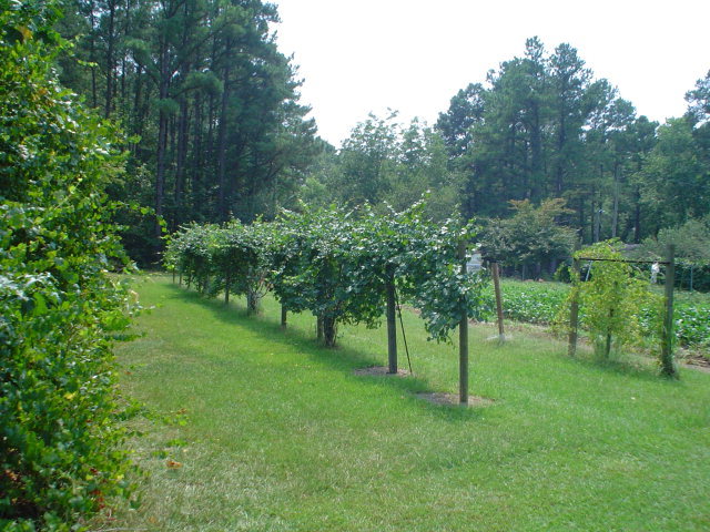 0 Webbs Mill Road Spring Hope, NC 27882 - Photo 2 of 2 Additional Photo