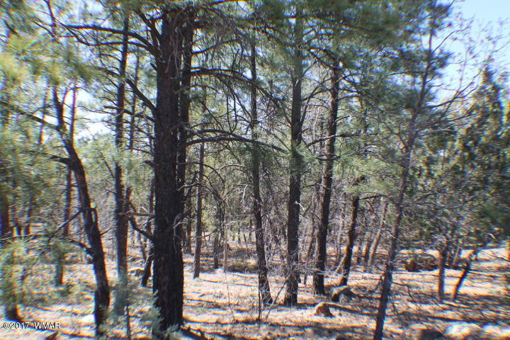 94 G Show Low Lake Road Lakeside, AZ 85929 - Photo 18 of 23