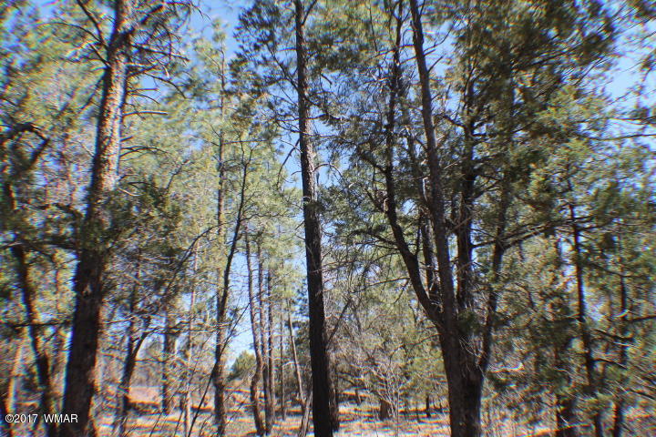94 G Show Low Lake Road Lakeside, AZ 85929 - Photo 5 of 23