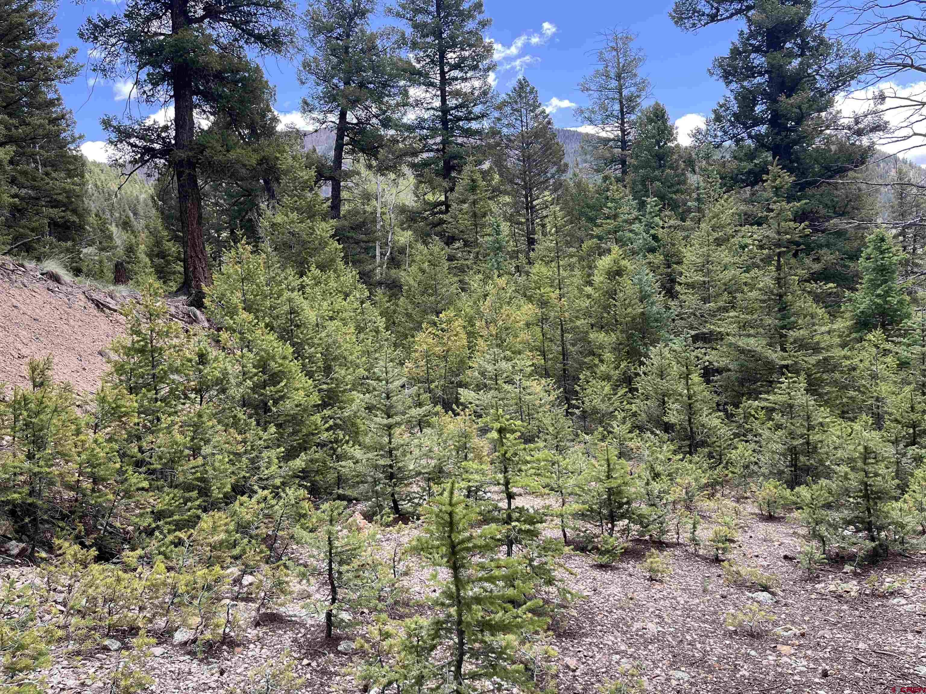 92 Lots 4-6 Del Norte, CO 81132 - Photo 2 of 7 a view of a forest with lots of trees