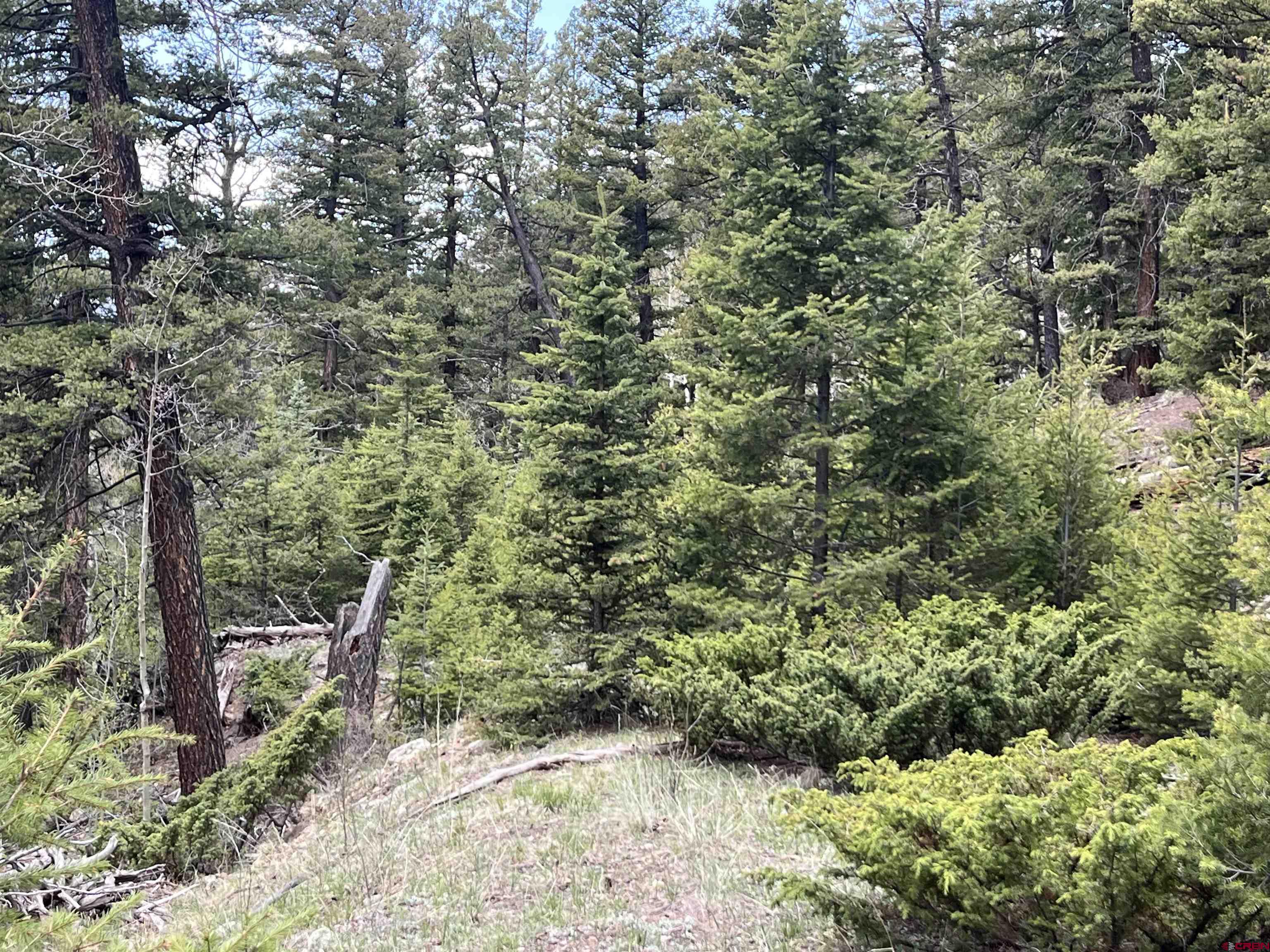 92 Lots 4-6 Del Norte, CO 81132 - Photo 4 of 7 a view of a forest with trees in the background