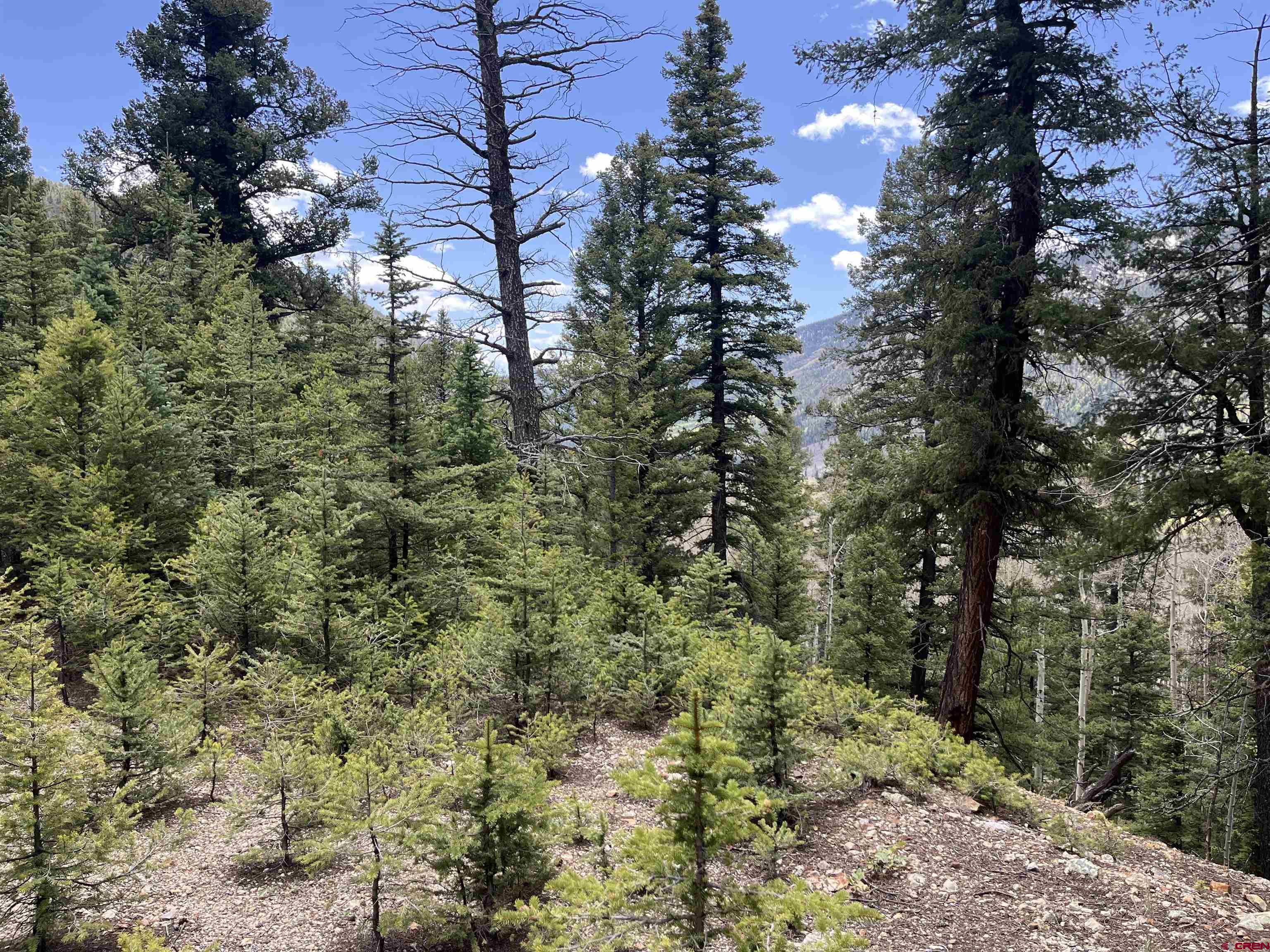92 Lots 4-6 Del Norte, CO 81132 - Photo 5 of 7 a view of a forest with a tree