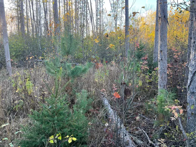 $199,900 | 0 State Highway, Sandstone, MN 55072