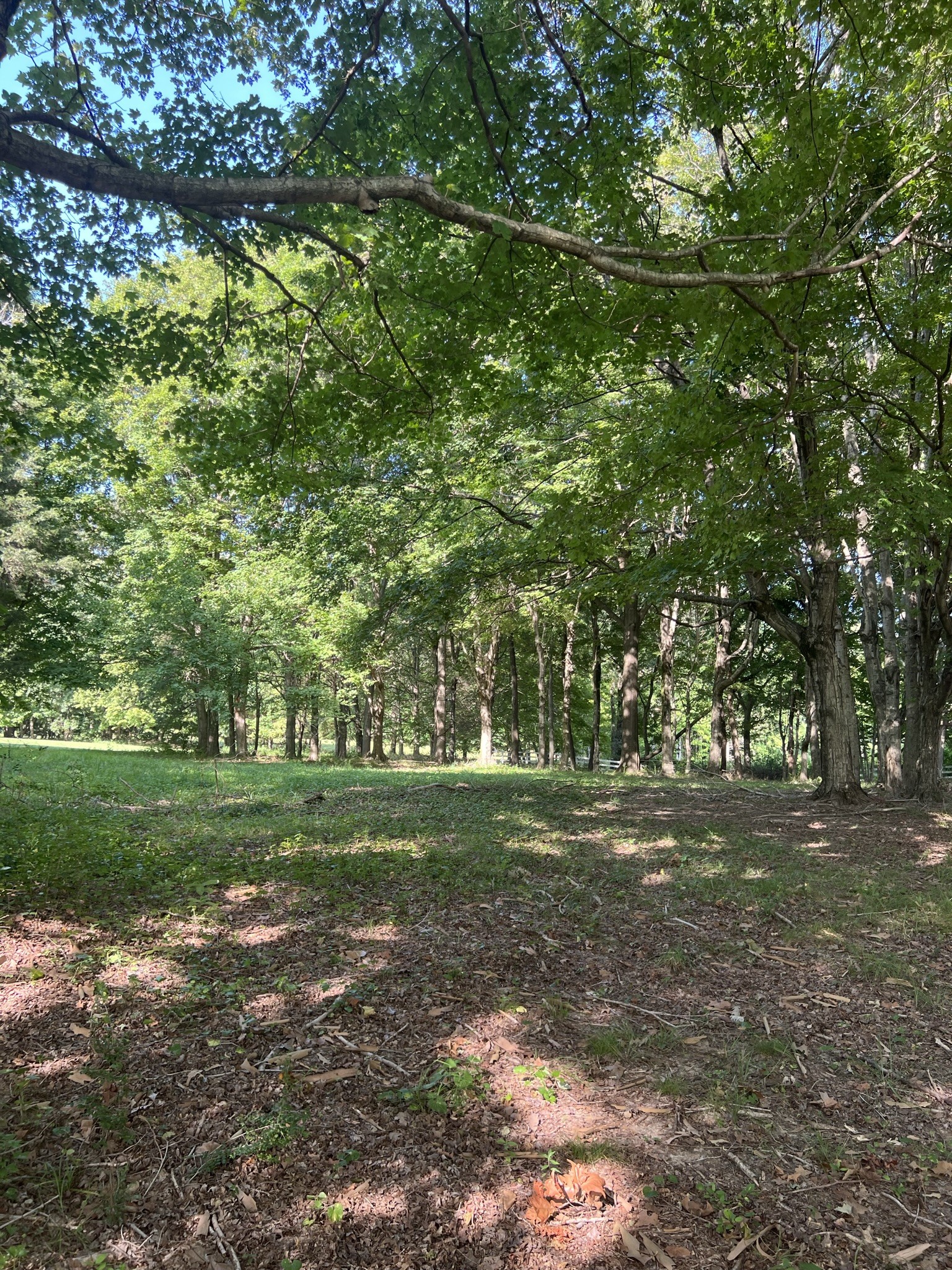 201 Butler Bridge Road Portland, TN 37148 - Photo 26 of 51 a big yard with lots of green space and trees all around