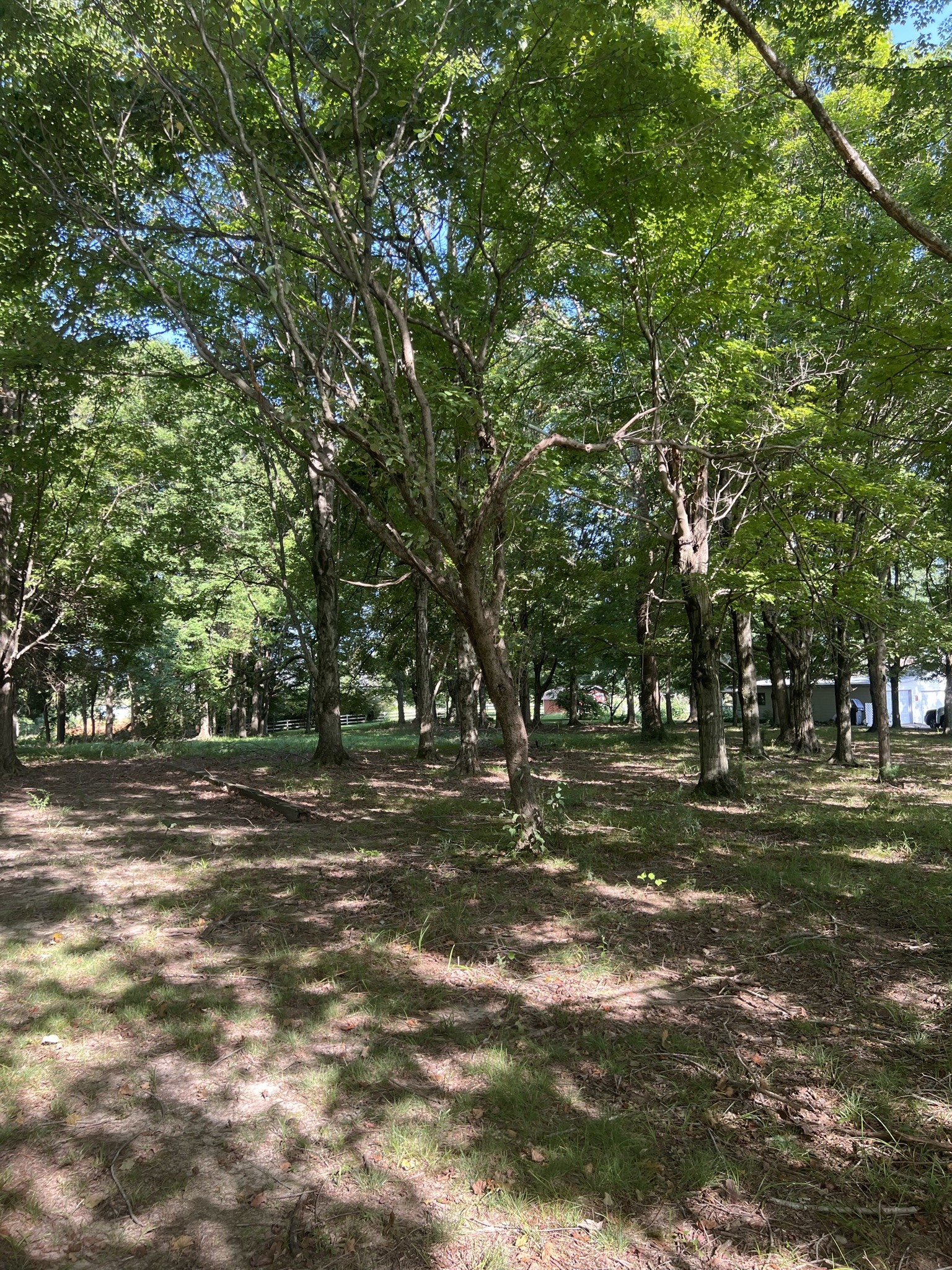 201 Butler Bridge Road Portland, TN 37148 - Photo 3 of 51 a view of a trees in a yard