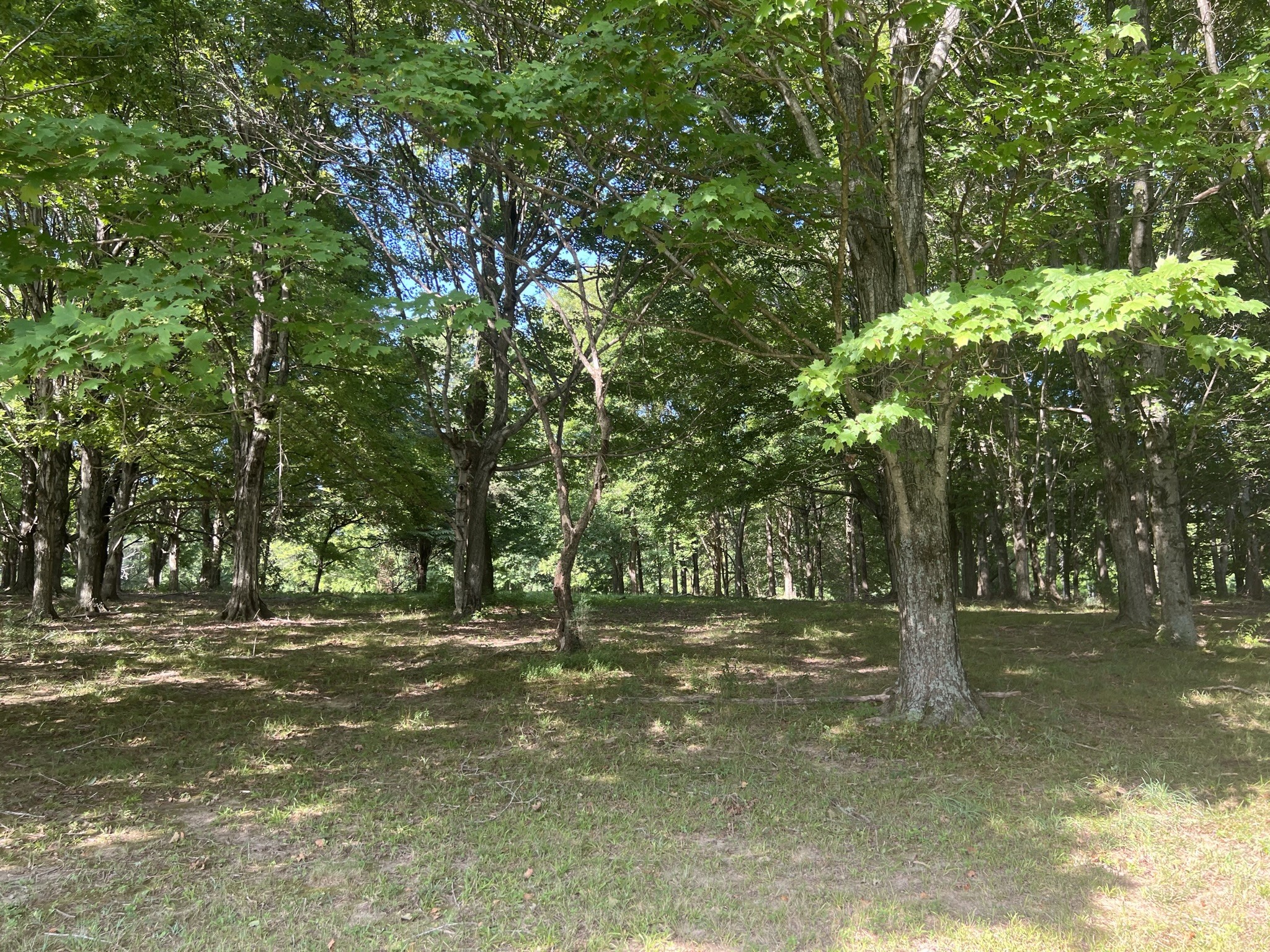 201 Butler Bridge Road Portland, TN 37148 - Photo 50 of 51 a view of outdoor space with trees