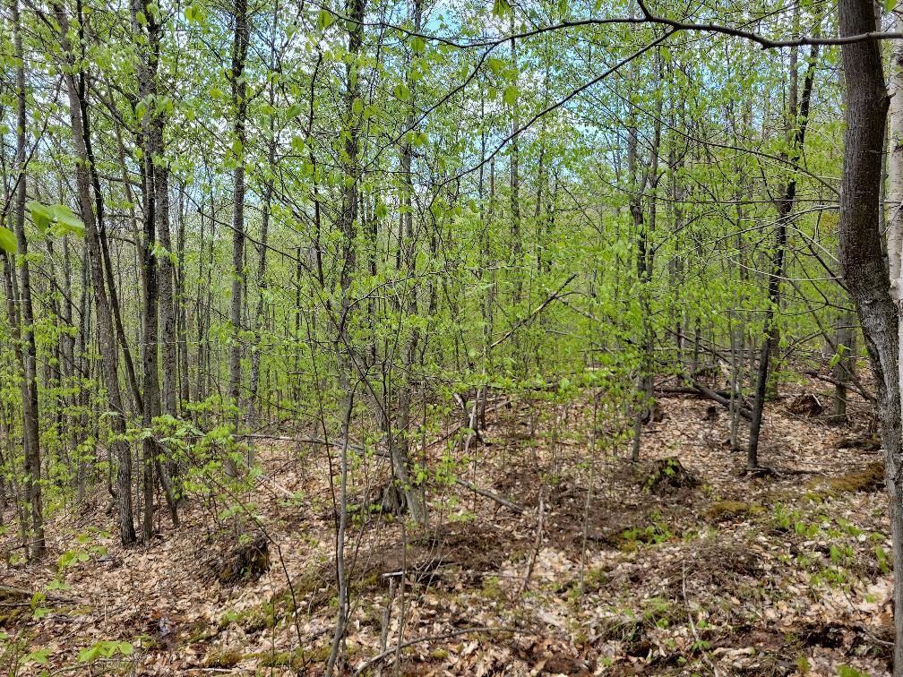 Lot 11 Swift River Road Byron, ME 04275 - Photo 23 of 72 photo_96aa0ea1-f83a-4f24-9244-b1116c9cd1