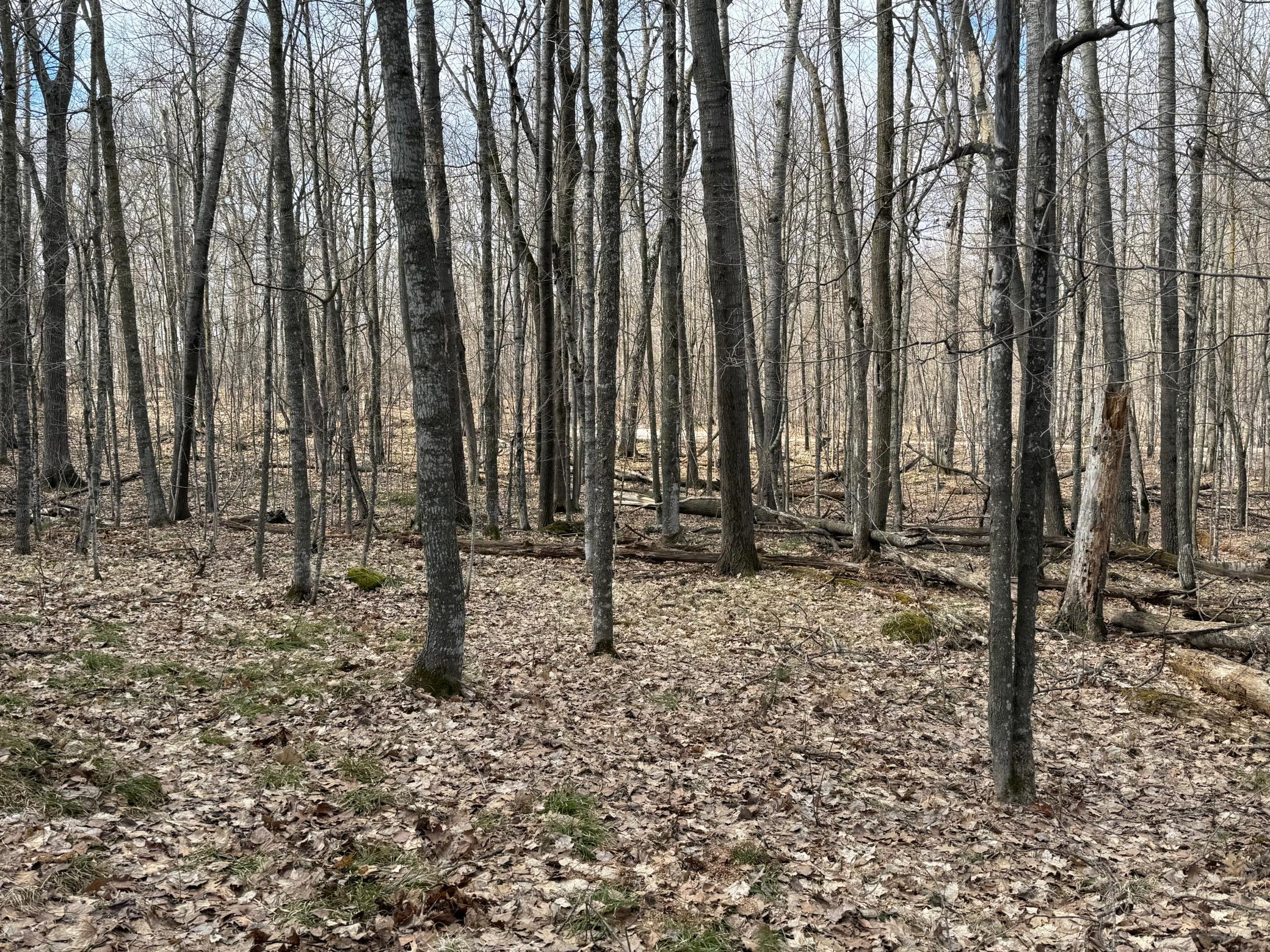 Tbd Ripley Spur Road Sarona, WI 54870 - Photo 26 of 28